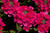 Verbena Endurascape Hot Pink