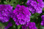 Verbena Endurascape Purple