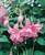 Fuchsia Pink Galore AGM