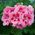 Geranium Grandeur Power Rose Splash