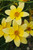 Bidens Golden Eye Improved