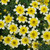 Bidens Golden Eye Improved