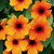 Thunbergia alata 'Sunny Susy' Orange Beauty
