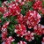 Petunia Tumbelina Cherry Ripple (Pack of 5/Pack of 10)