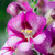 Antirrhinum Antirinca Rose