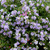 Bacopa Scopia Double Blue
