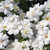 Bacopa Scopia Double White
