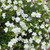 Bacopa Scopia Double White