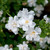 Bacopa Scopia Double White