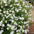 Bacopa Scopia Double White