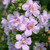 Bacopa Scopia Double Pink