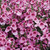 Diascia Divara Pink