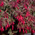 Fuchsia Tom West (Hardy)