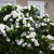 Gardenia Crown Jewel P9