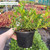 Gardenia Crown Jewel P9