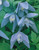 Clematis Alpina