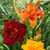 Hemerocallis Apricot Beauty