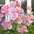 Anemone hupehensis 'Little Princess'
