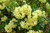 Rhododendron Goldkrone