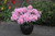 Azalea japonica Pink Spider