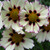 Coreopsis Star Cluster