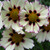 Coreopsis 'Star Cluster'