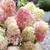 Hydrangea paniculata Diamant Rouge