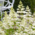 Hydrangea paniculata Confetti