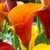Zantedeschia Firelights (Calla Lily)