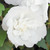 Hibiscus White Chiffon