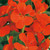Geranium Trailing Orange