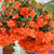 Begonia Illumination Orange