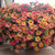 Calibrachoa Chameleon Sunshine Berry