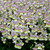 Nemesia Aroma Easter Bonnet