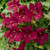 Lofos Wine Red