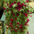 Lofos Wine Red
