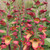 Digitalis Illumination Flame