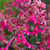 Salvia Wendy's Wish