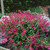 Salvia Wendy's Wish