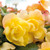 Begonia Illumination Lemon