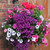 Mixed Hanging Basket Plants