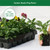 Primula Wanda