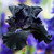 Iris germanica 'Obsidian'