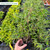 Fargesia nitida Black Pearl