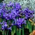 Iris reticulata