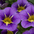 Calibrachoa Starlight Blue