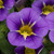 Calibrachoa Starlight Blue
