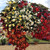 Begonia Boliviensis 'Starshine' F1 Mix (Garden Ready)