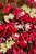 Begonia Boliviensis 'Starshine' F1 Mix (Garden Ready)