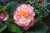 Begonia Majestic Pink Picotee (Garden Ready)